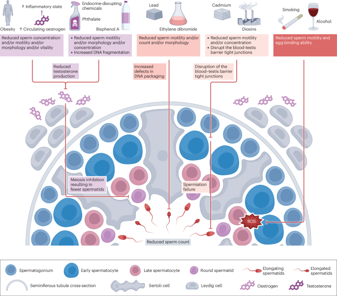 Unlocking the power of semen analysis in primary health care — a path to men’s health and lifestyle transformation
