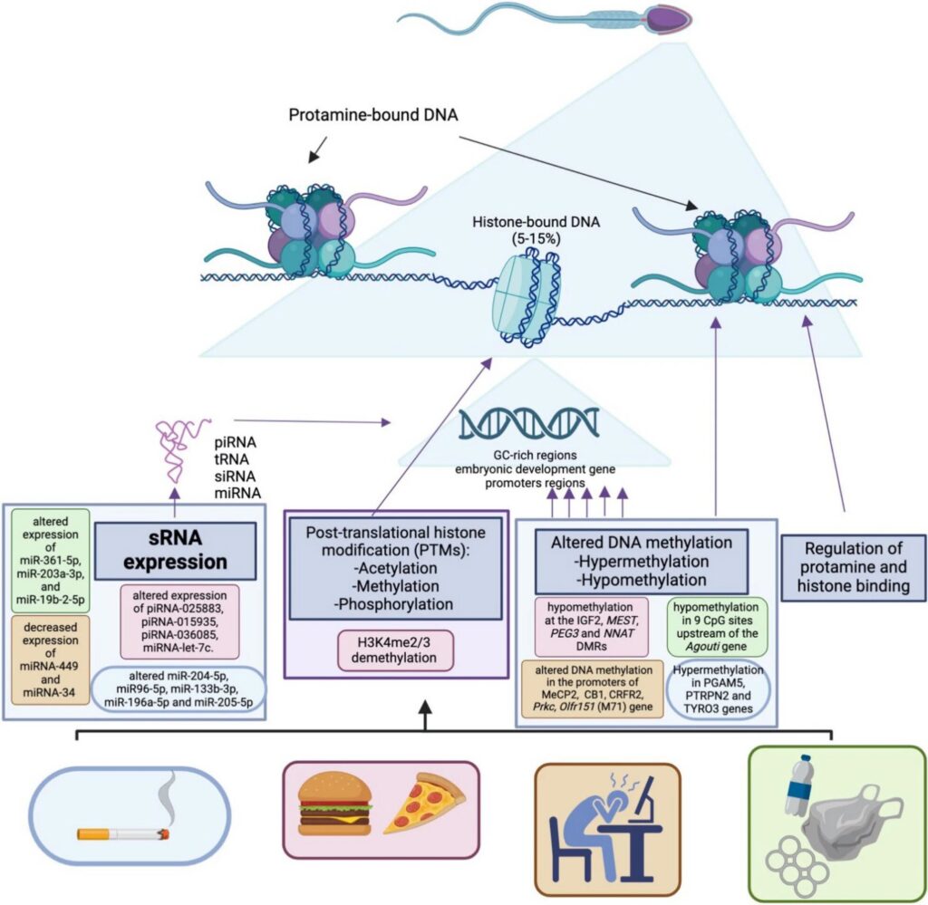 How lifestyle and environment reshape the sperm epigenome and why it matters for fertility, embryos and child health