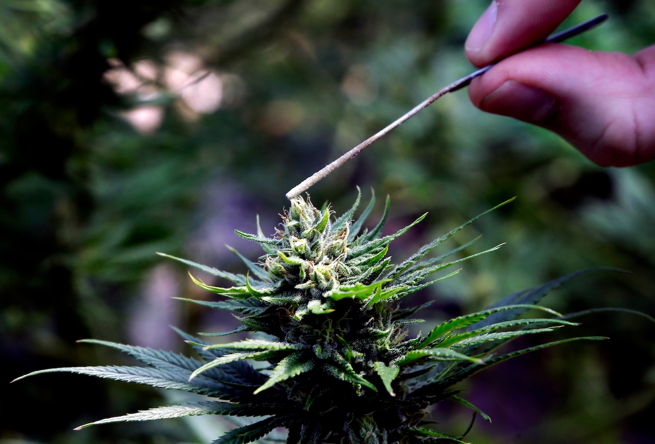Alabama’s new hemp law looked to tame the ‘wild west.’ Instead, it forced businesses to close