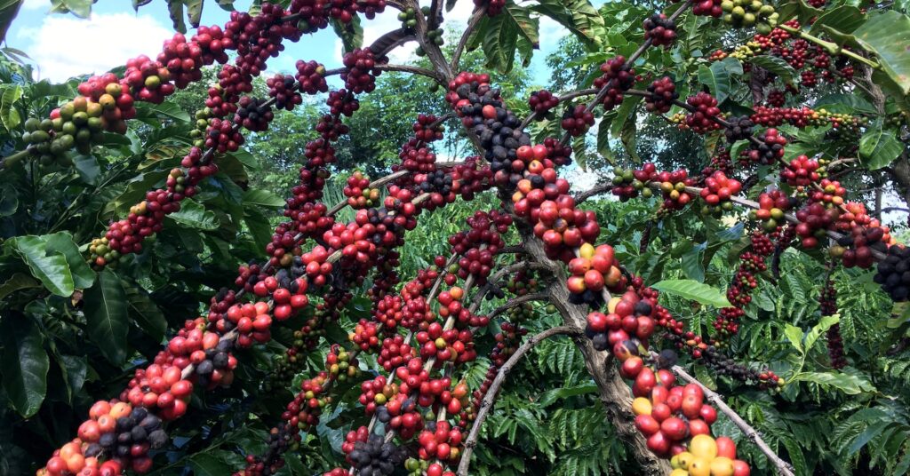 Brazil poised to lead global robusta coffee farming on expansion potential, report says