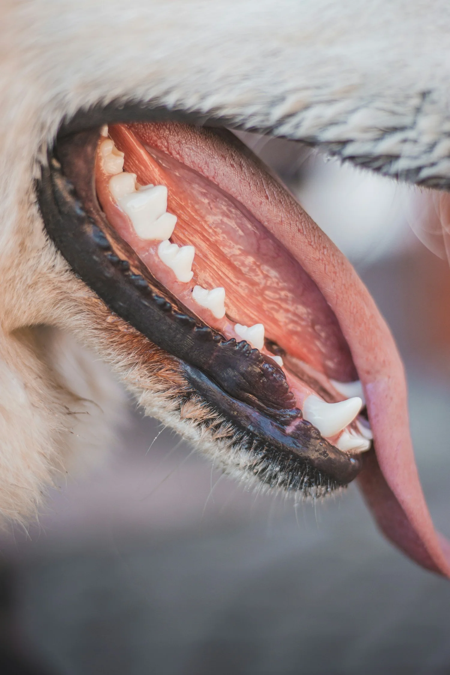 Dentalis Earns 5 VOHC® Seals, Positioning for Global Expansion in Animal Health