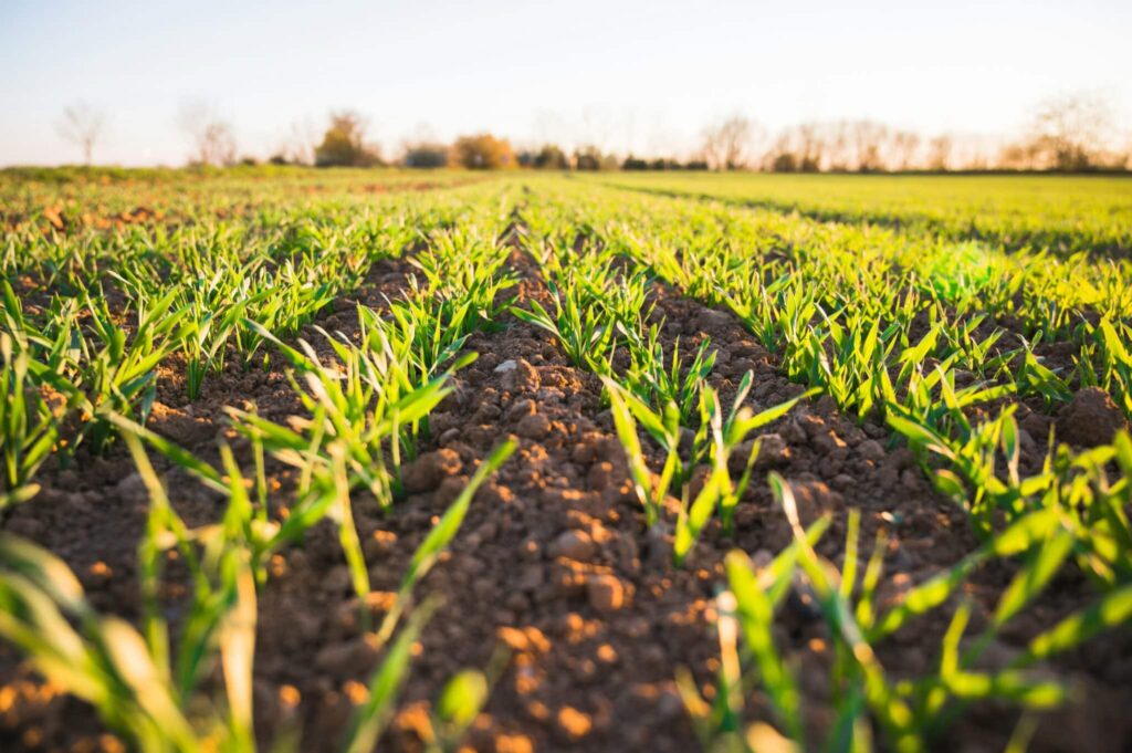 KhetiBuddy has rebranded as Verdnt, reflecting its mission to deliver smarter, more sustainable insights for agri-businesses.