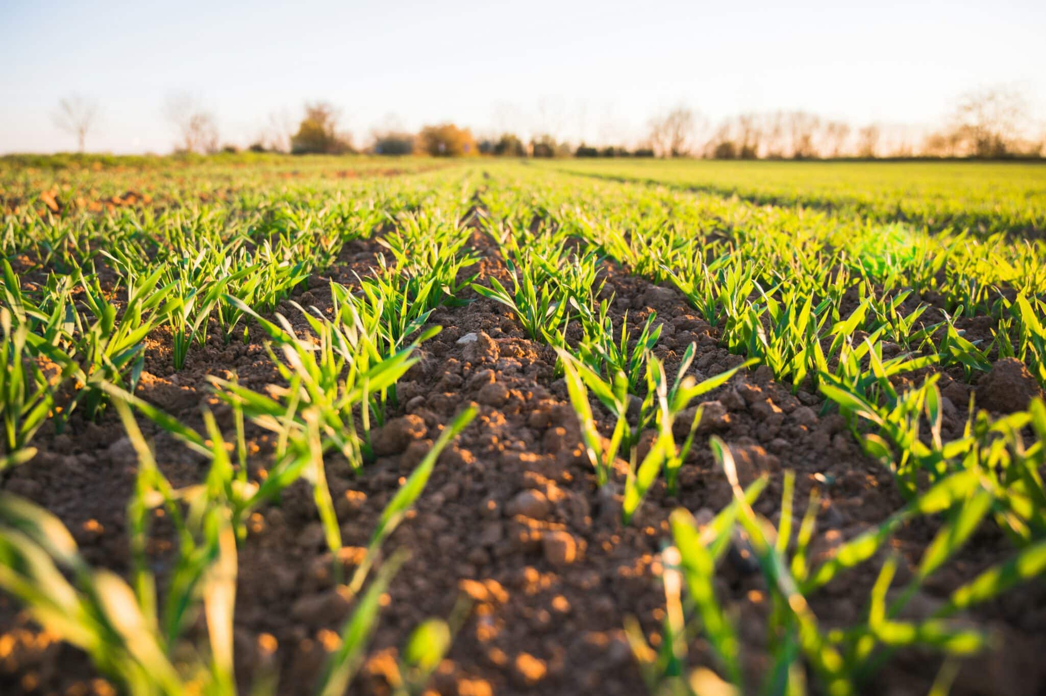 KhetiBuddy has rebranded as Verdnt, reflecting its mission to deliver smarter, more sustainable insights for agri-businesses.