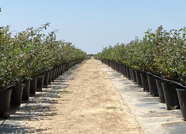 Nazca Capital has acquired a majority stake in SanSan, a Spanish company specializing in hydroponic pots for blueberry cultivation.