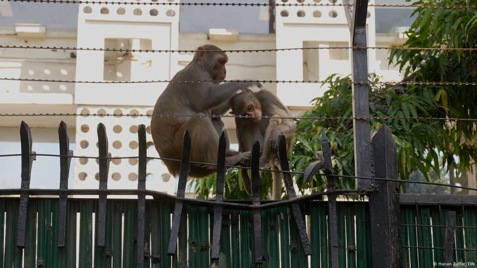 New Delhi's monkey business keeps the primates at bay – DW – 10/19/2025