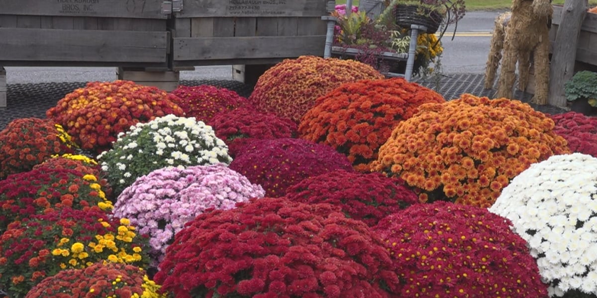 Penn Laird produce business speaks on ‘Mum Care’ during fall season