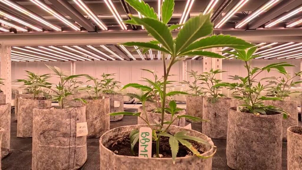 Recreational cannabis business owners say supply shortage, OCM delays to blame for empty shelves