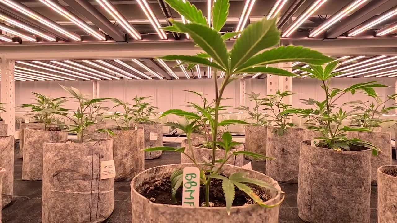 Recreational cannabis business owners say supply shortage, OCM delays to blame for empty shelves