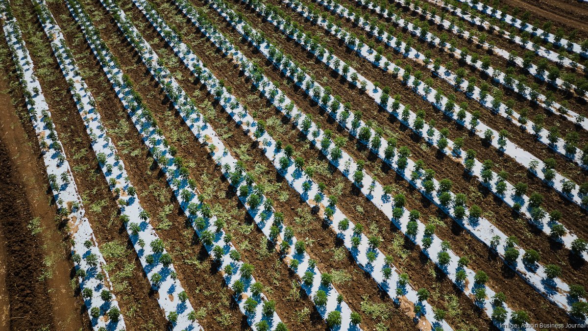 Tejas Tonic is growing its THC business from seed to can