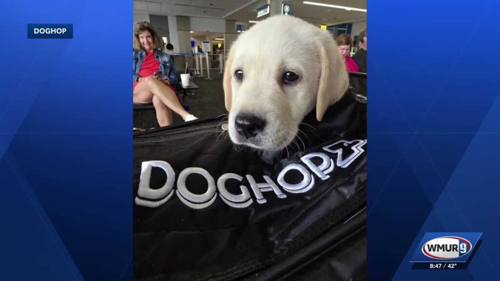 Transporting dogs & cats across U.S. & Canada