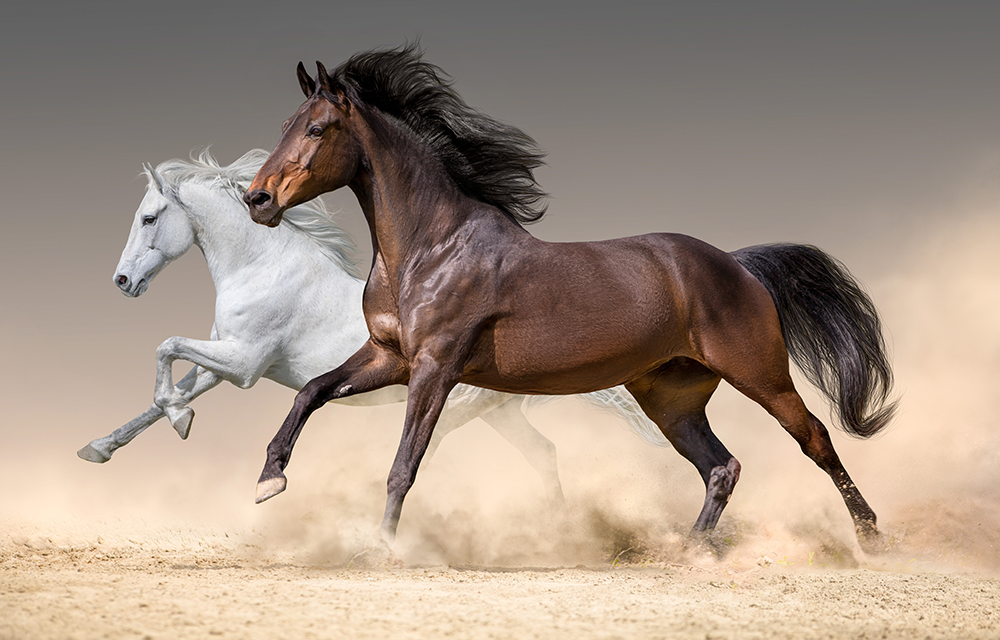 Gimv backs Equine Care Group to accelerate global expansion