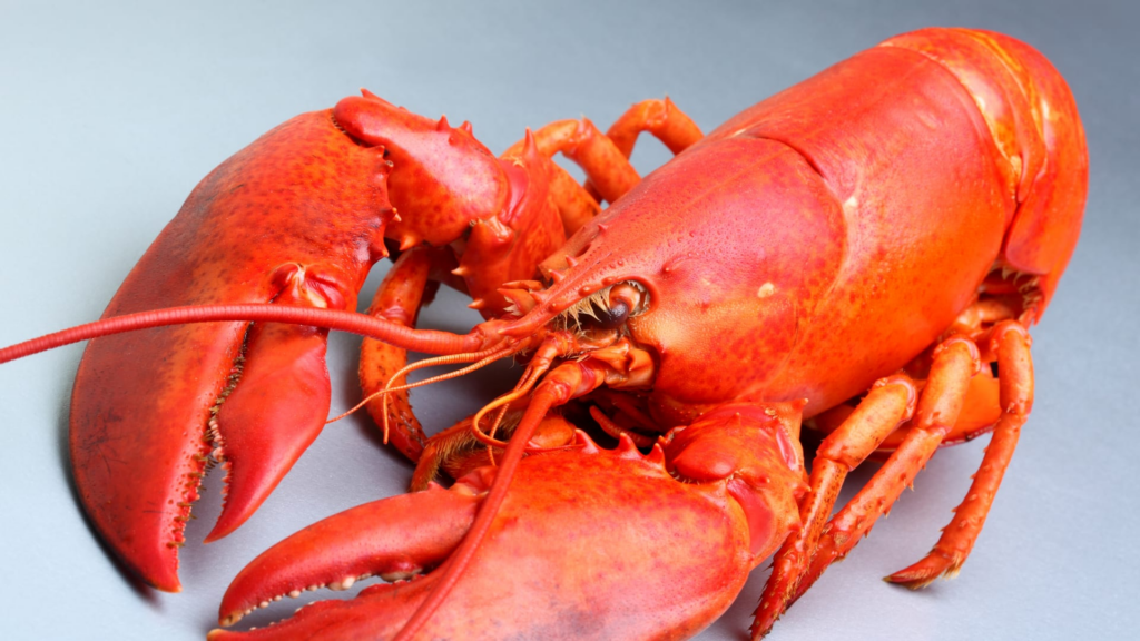 Global Lobster Market Trends & Summary
