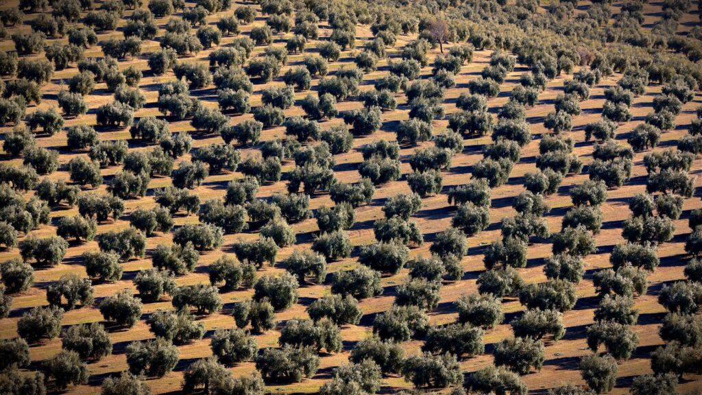 Global Olive Oil Production Hits Record 3.5 Million Tons
