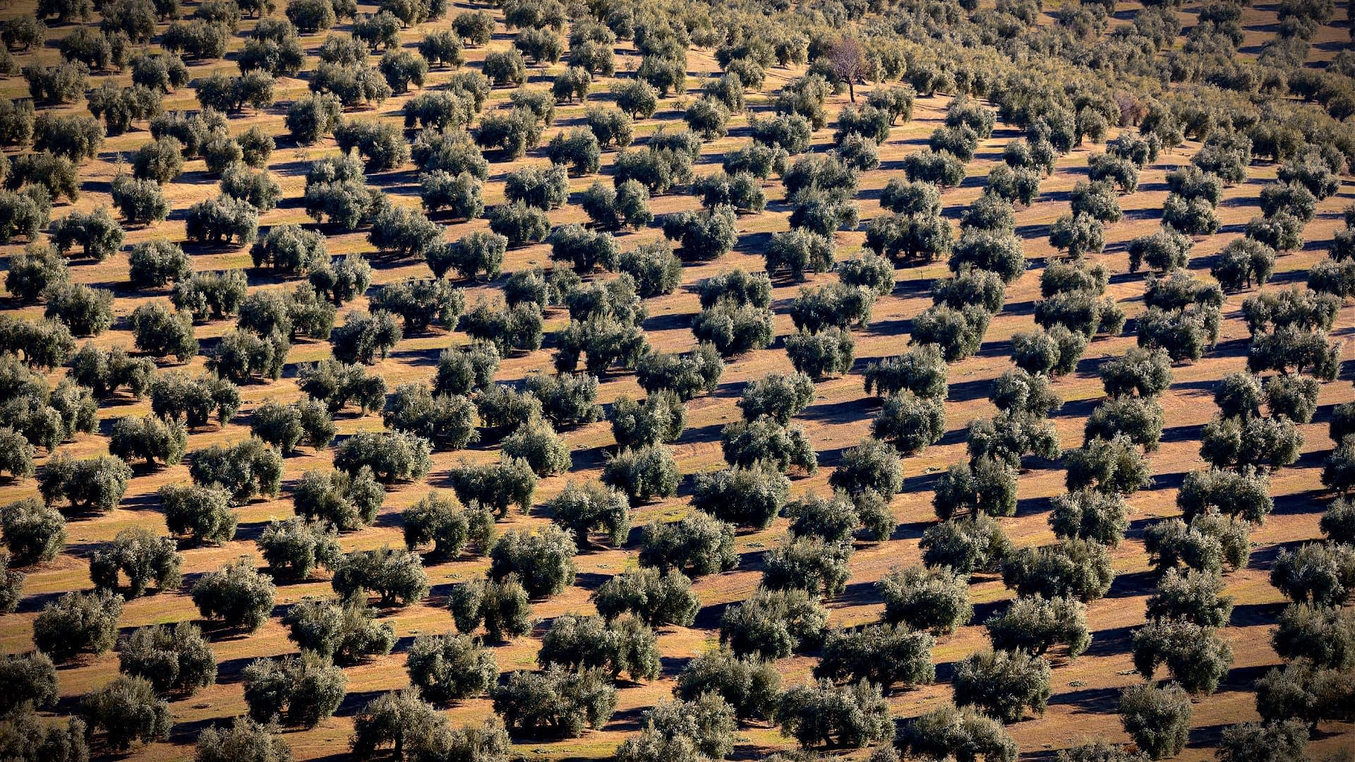 Global Olive Oil Production Hits Record 3.5 Million Tons