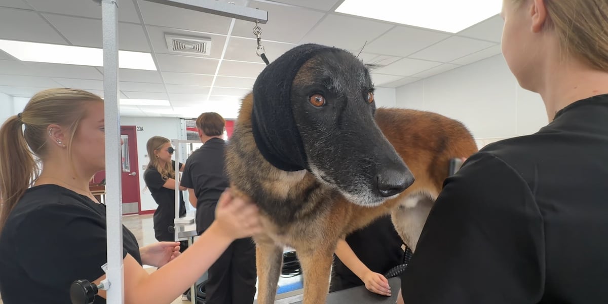 Hudson High School students learn pet care, business skills through dog-grooming program