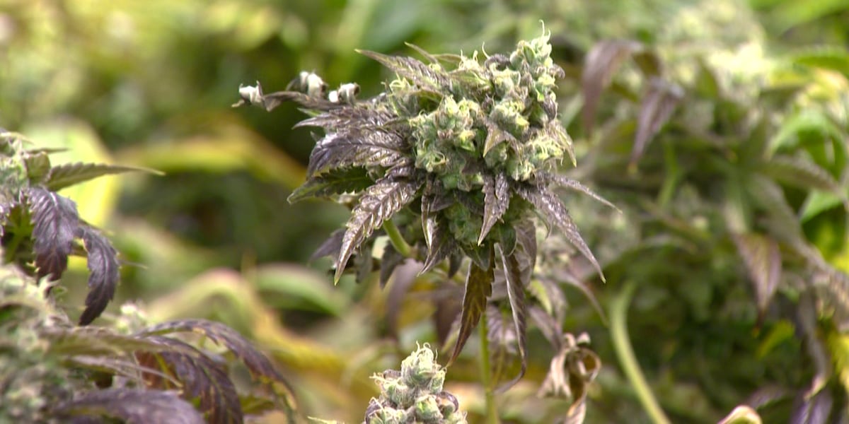 Local dispensary owner speaks on new hemp ban