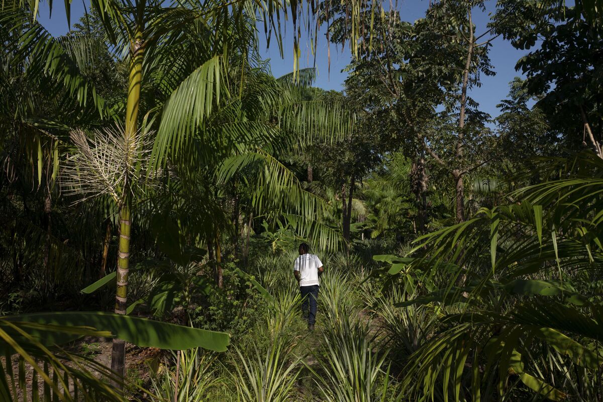 Saving One of the World’s Most Important Carbon Sinks Is Big Business