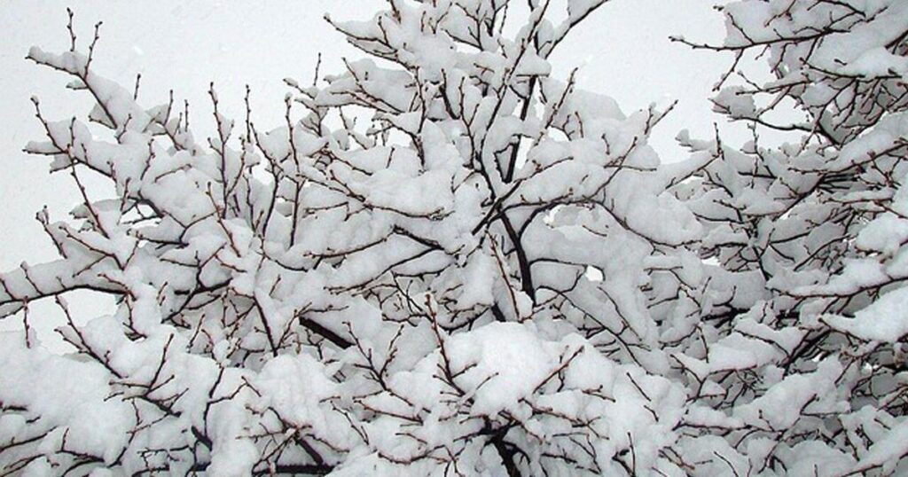 Snowstorm prompts 'Small Business Saturday v2' in Dane County | News