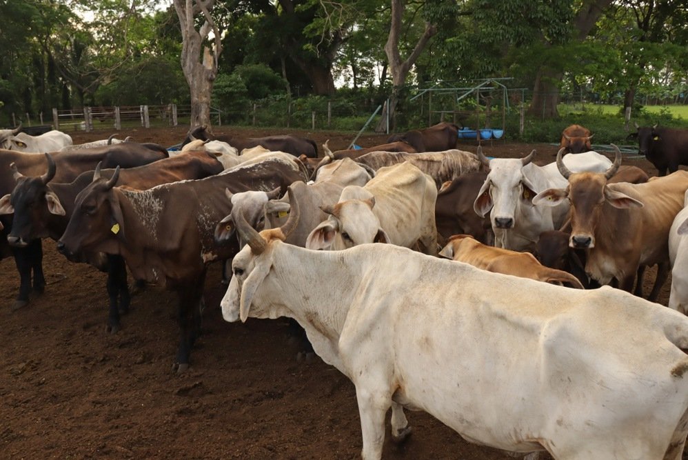 Tyson closes Nebraska plant to ‘right size’ its beef business