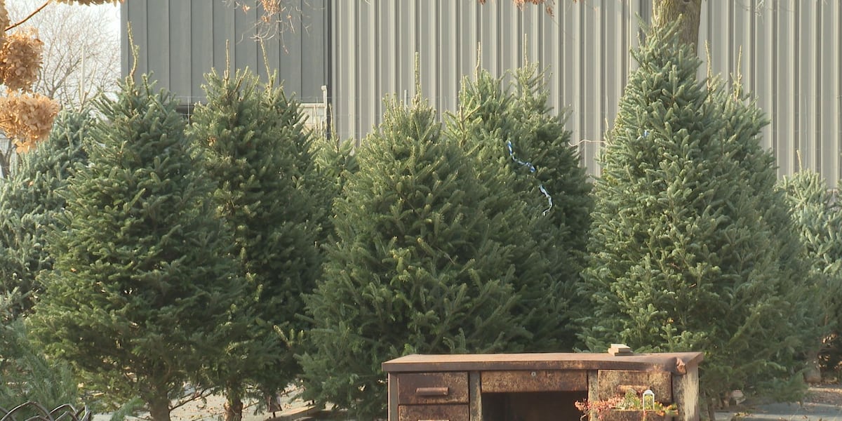 Weston garden center takes over Christmas tree business