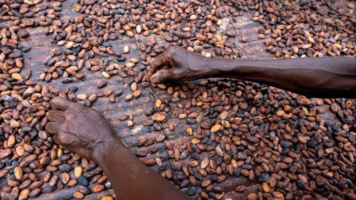 Hands of a farmer sorting and spreading cocoa beans on a drying rack, with beans scattered across the surface.
