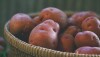 Carol_Ann_Sayle_05_27_16_USA_TX_Boggy_Creek_Farm_001.jpg red potatoes in a basket