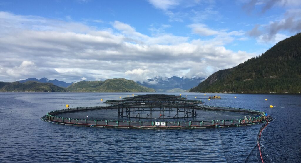 Canadian salmon tech firm bags CAD20m in financing to support global expansion