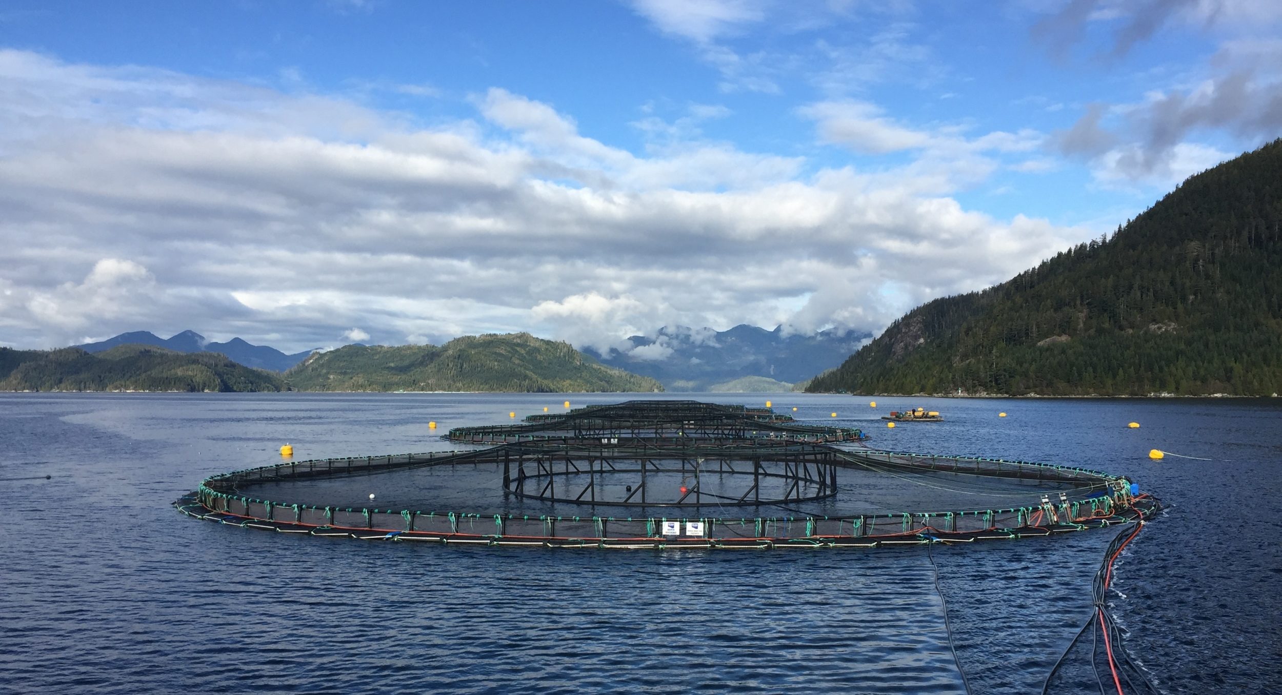 Canadian salmon tech firm bags CAD20m in financing to support global expansion