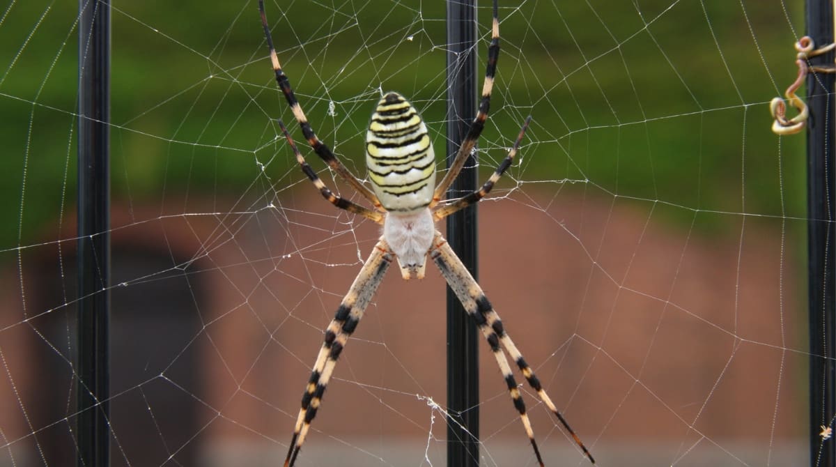 Representative picture of Joro Spider. Image source: Aflo Images/Canva