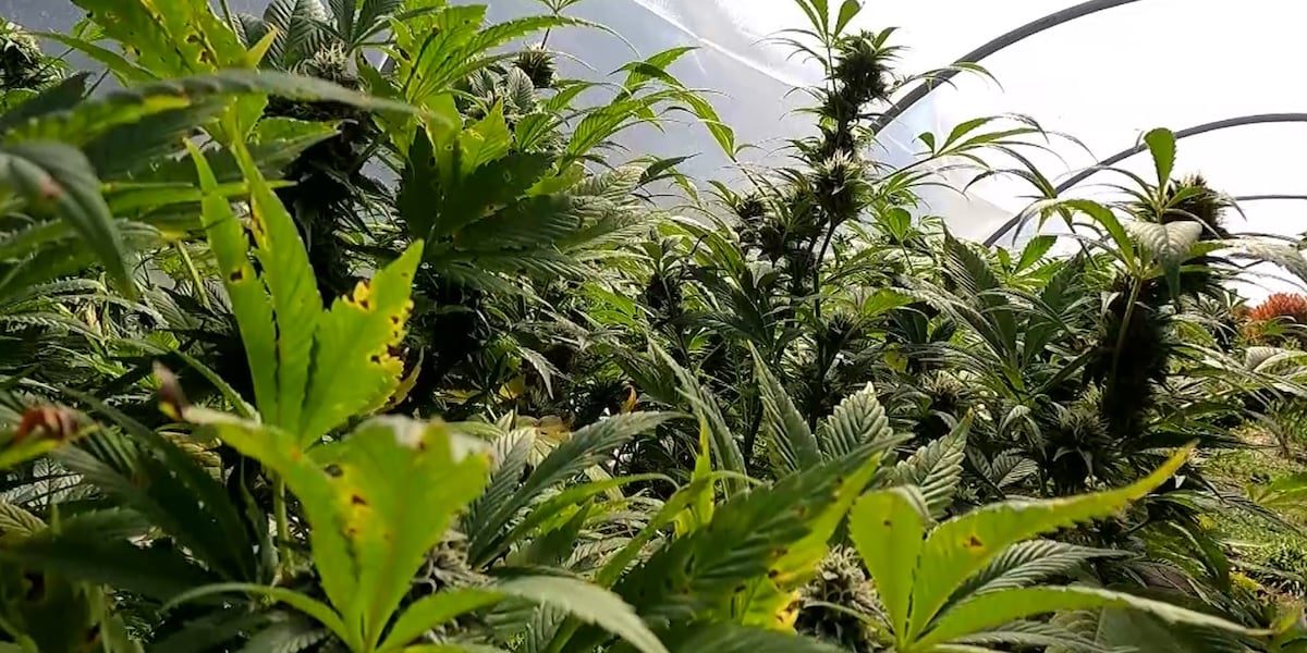 Vermont cannabis businesses react to Trump directive