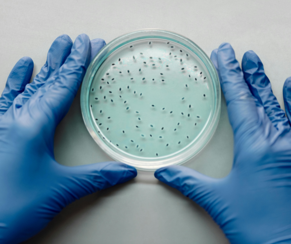 How Tissue Culture Is Advancing Cannabis Genetics and Global Expansion