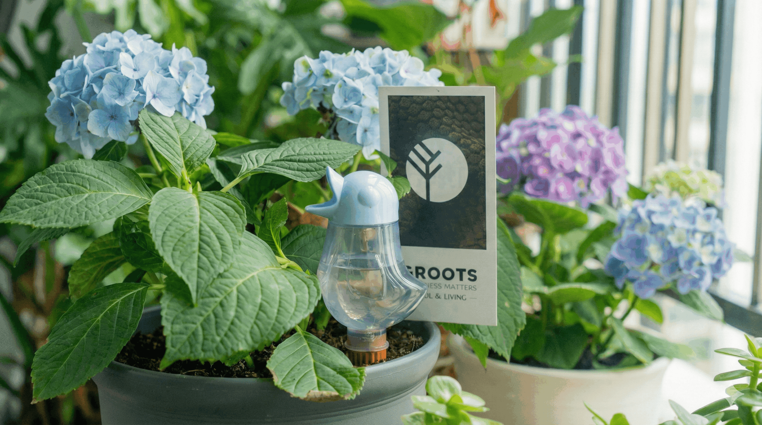 Dutch E-Commerce Challenger 'Groots.store' Announces Strategic Logistics Expansion into Key European Markets