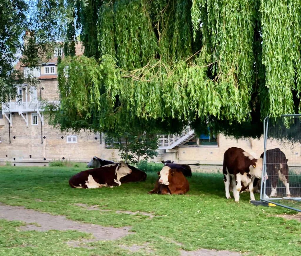 Insurtech Cowbell To Focus On Business Growth, Global Expansion With Key Appointment