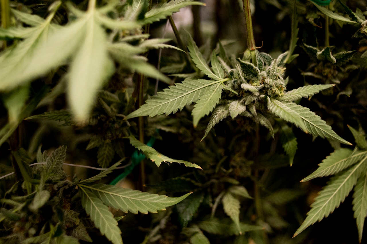 Marijuana business sues Michigan township after voters ban pot shops