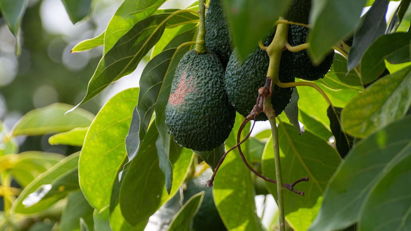Mission Produce to Acquire Calavo in $430M Deal, Creating Global Avocado Powerhouse