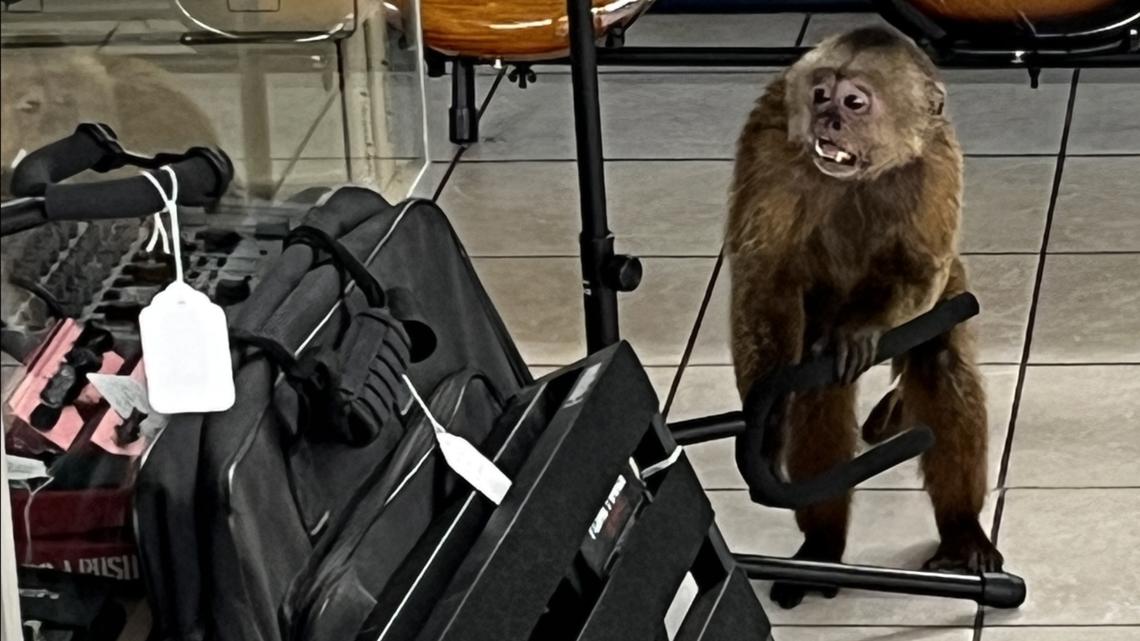 Morristown police searching for monkey who damaged business, musical instruments