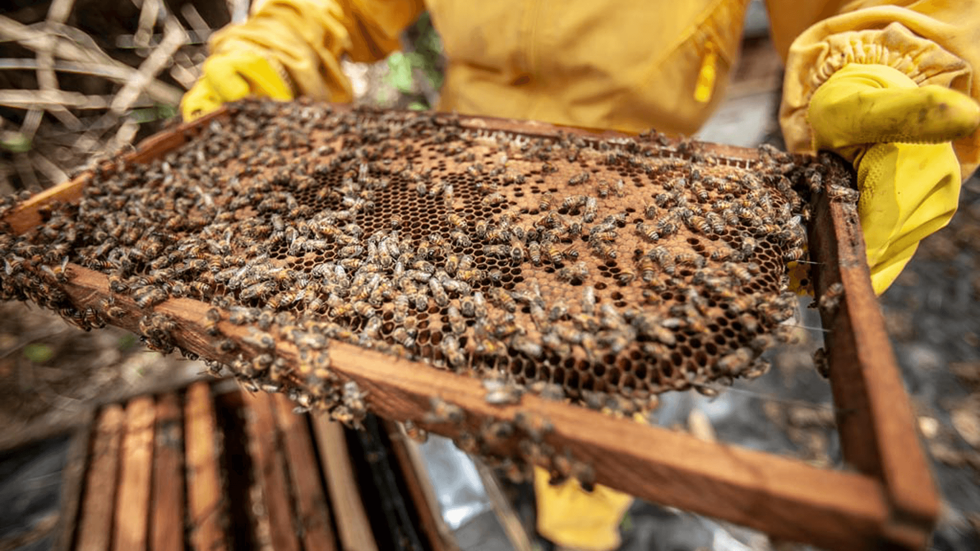 UBEES secures €8M to support global expansion of regenerative pollination