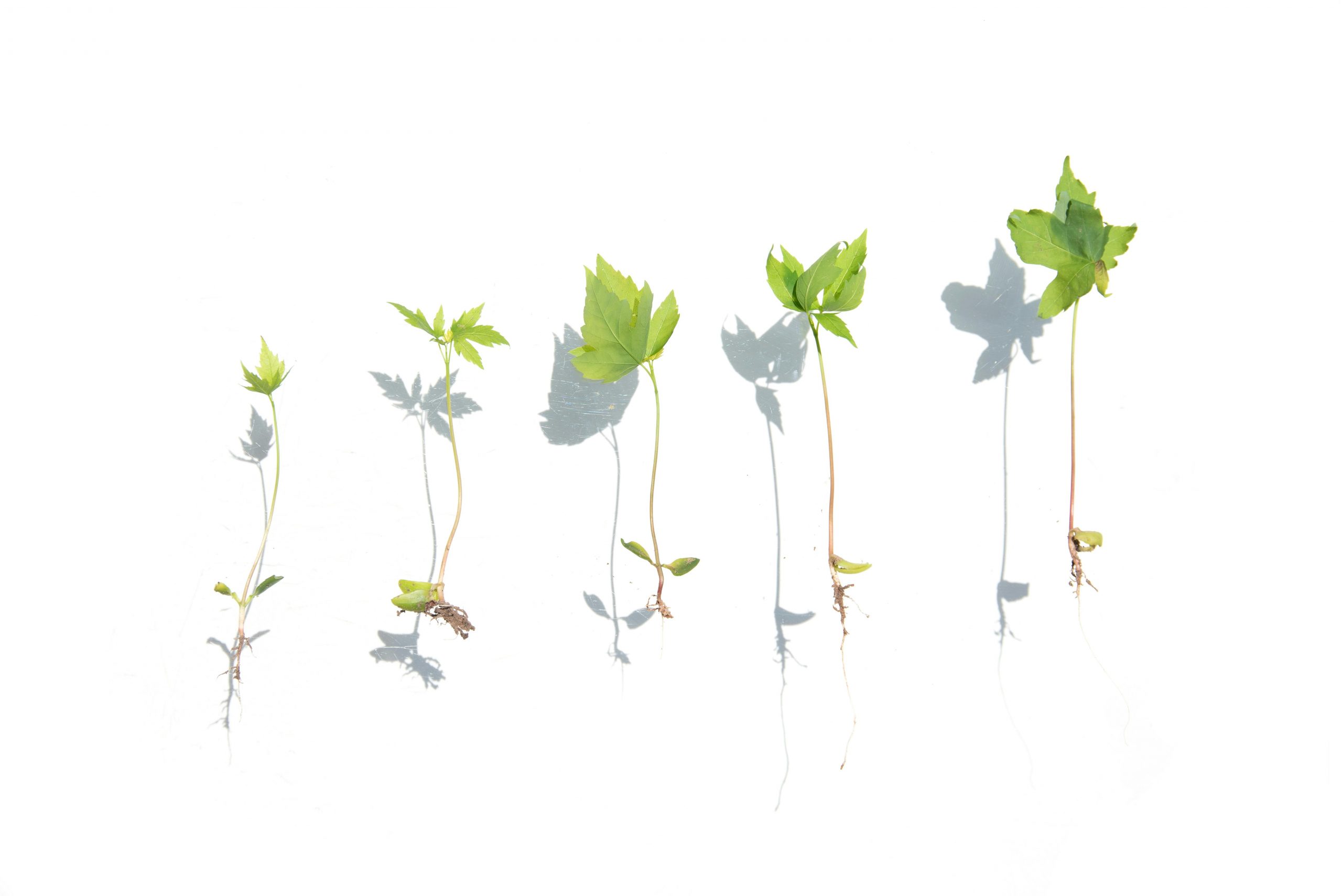 how the company is building for global growth