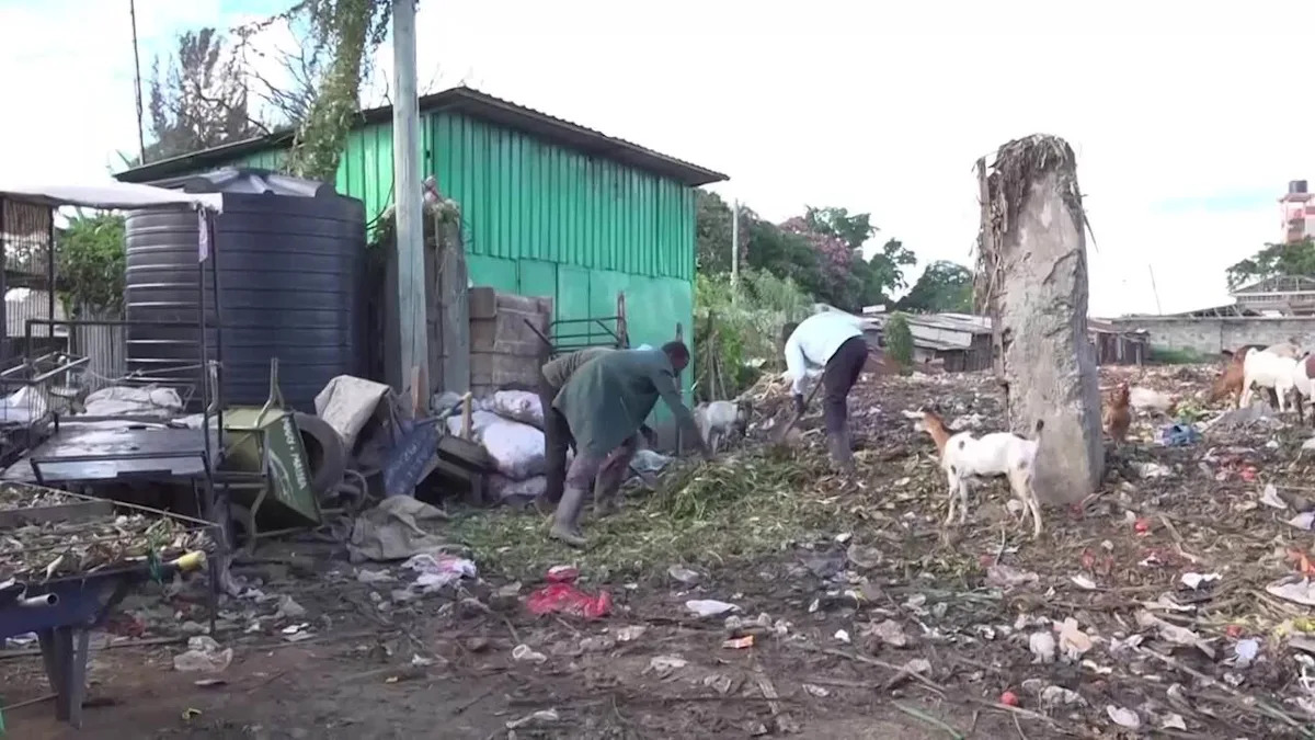 Business brains turn waste food into sought after oil and fuel in Kenya