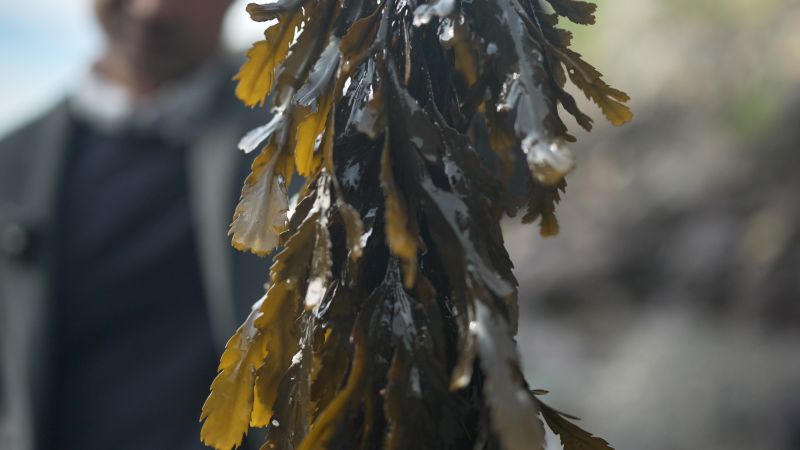 Can seaweed solve our plastic problem?