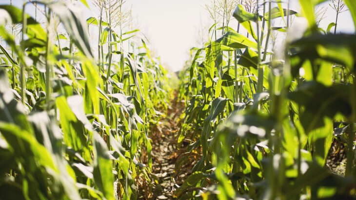 Fast-Tracked Farm Bill Sidelines E15 as USDA Targets Global Ethanol Expansion