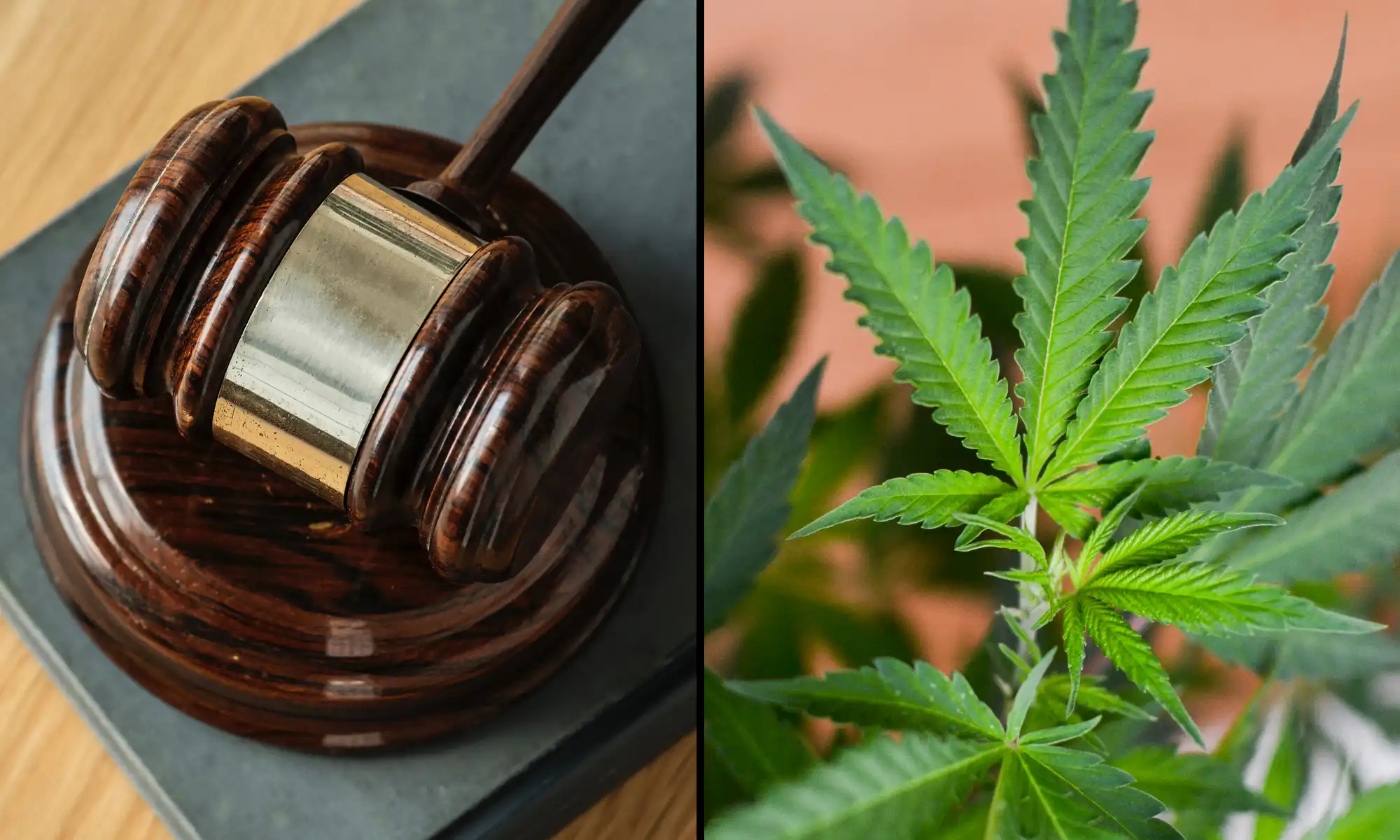 New Jersey Cities Must Explain Marijuana Business Denials, Court Says