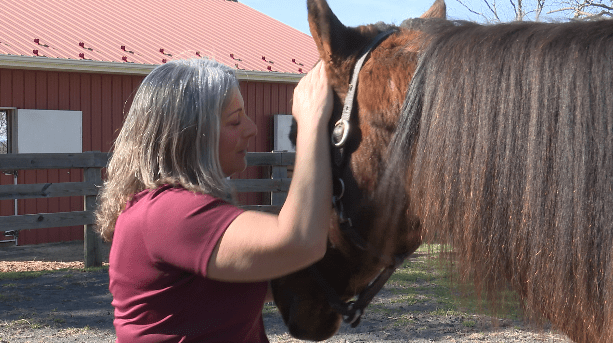 New business in Monroe Co. offers tutoring services with a little extra horse power
