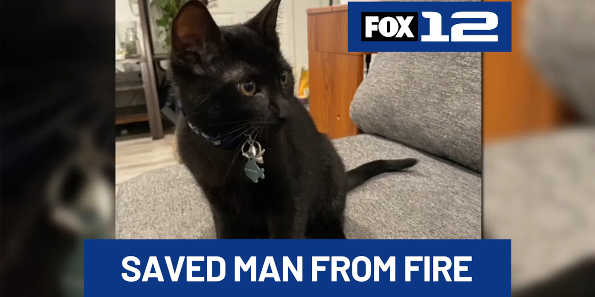 SE Portland business owner credits cat with saving his life after house fire
