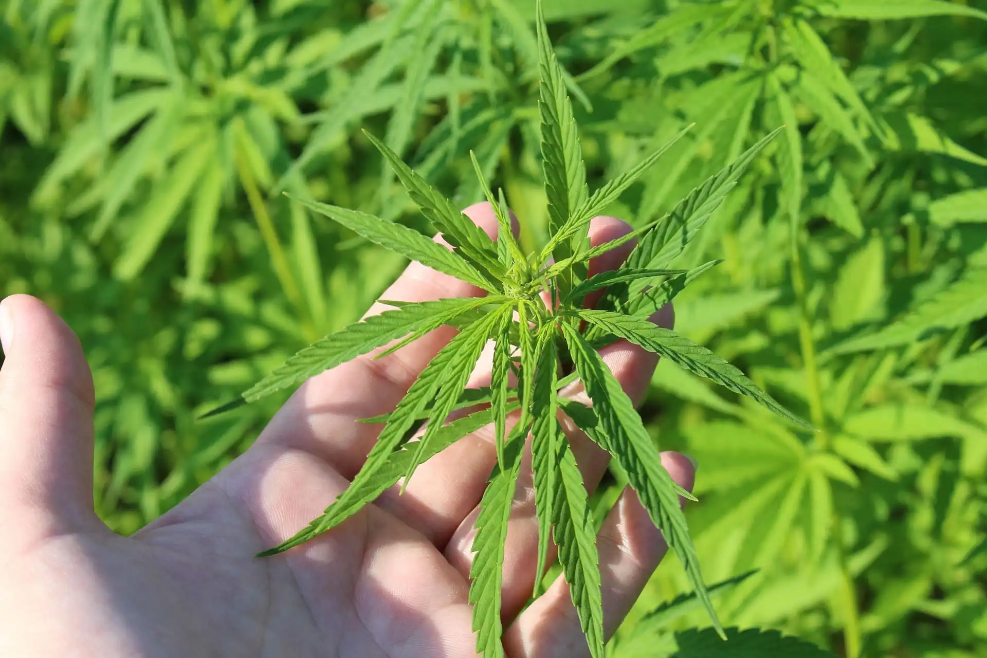 Texas Could See A Spike In Raids On Hemp Businesses Under New Rules, Industry Advocates Fear