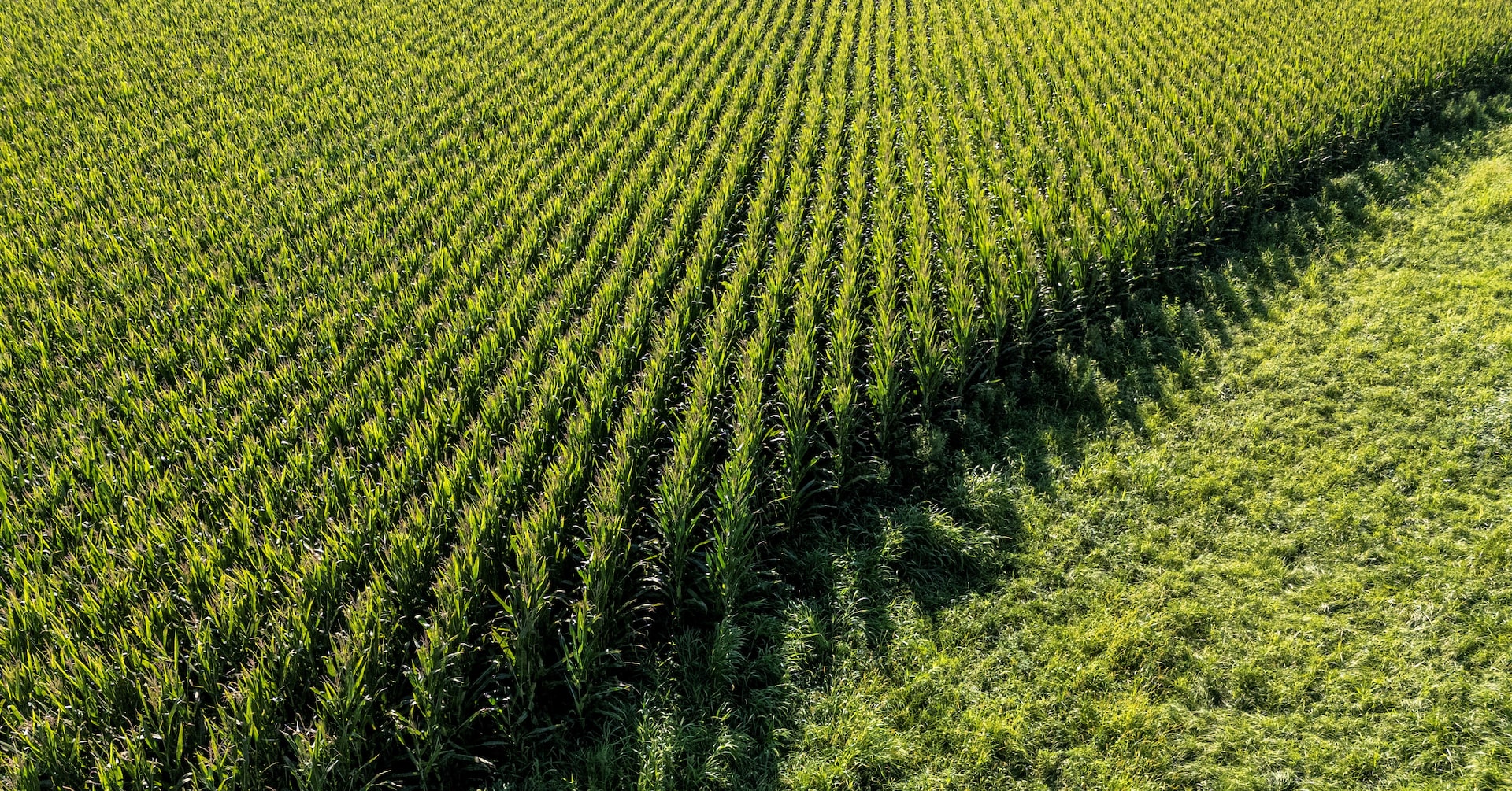 US farmers rush to sell crops as Iran war fuels rally