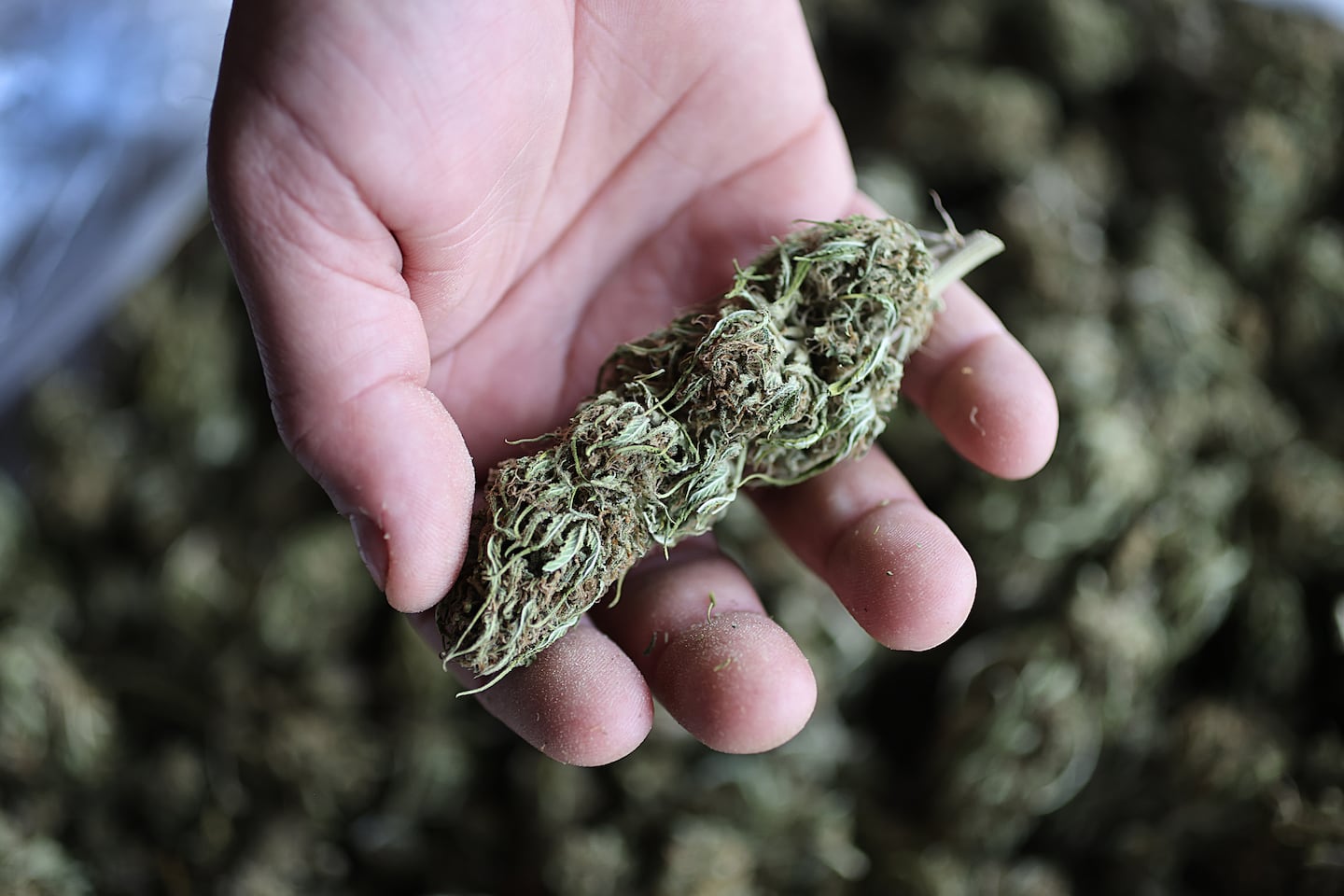 CEO and owner Kevin McGovern held some CBD flower at First Harvest Hemp Co.