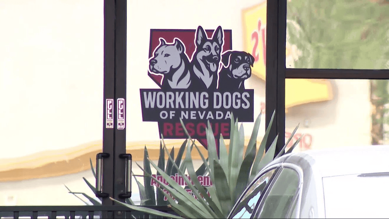 35 dogs seized from Las Vegas business after alleged animal cruelty