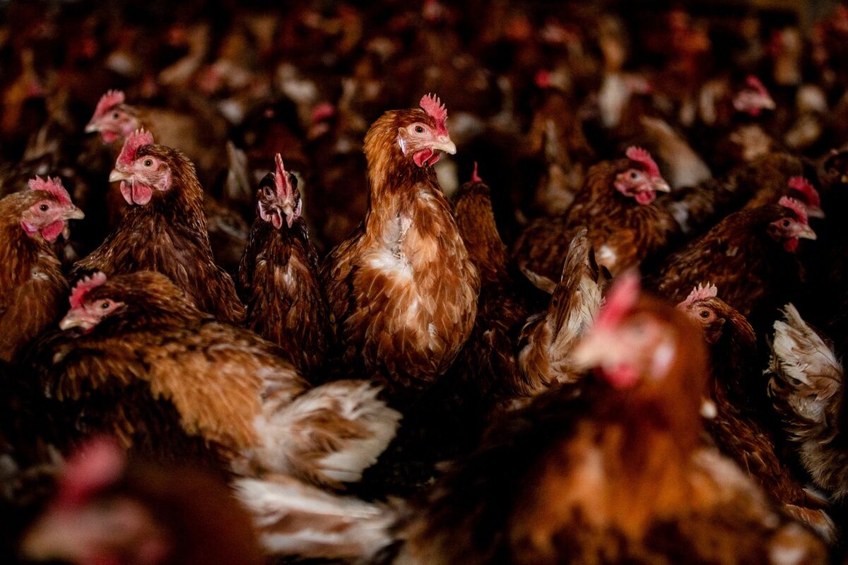 Africa’s Biggest Fund Manager Seeks Buyer for Chicken Business
