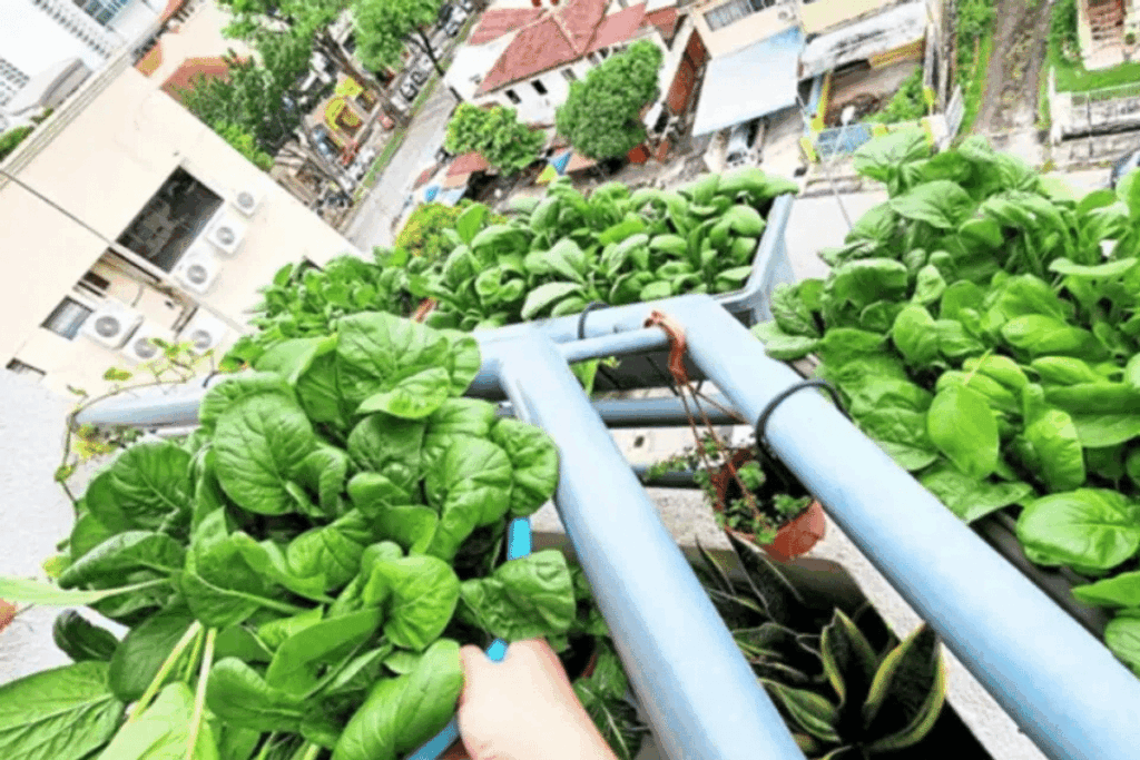 Malaysians turn to home farming for self sufficiency, healthy lifestyle